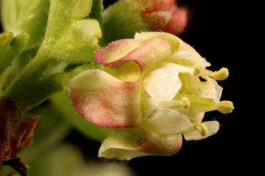Bektaşi üzümü (Ribes uva-crispa). Çiçek Kapanışı