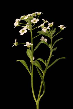 Tatlı Alison (Lobularia maritima). Alışkanlık