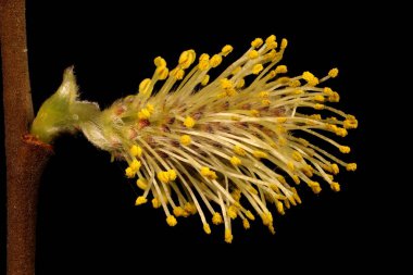 Gri Söğüt (Salix cinerea). Erkek Enfeksiyonu Yakın plan