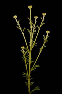 Sarı papatya (Cota tinctoria). Genç Senkronizasyon Yakın plan