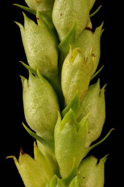 Sahte Ejderha Kafa (Physostegia virginiana). Calyces Yakın Çekim