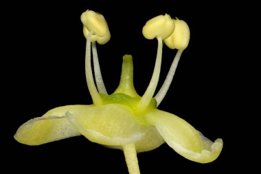 Fortune & apos; 's Spindle (Euonymus fortune). Çiçek Kapanışı