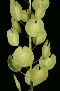 Field Penny-Cress (Thlaspi arvense). İnfructescence Detay Kapanış