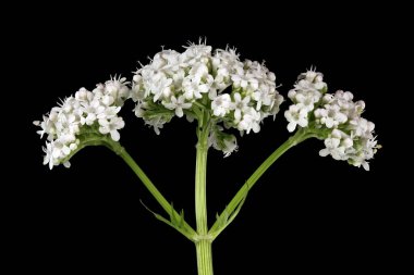 Valerian (Valeriana officinalis). Inflorescence Detay Kapatma