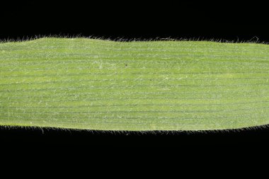 Hare & apos; 's Tail (Lagurus ovatus). Yaprak Ayrıntısı Kapatma