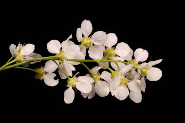 Kuş kirazı (Prunus padus). Enfeksiyon. Yakın çekim.