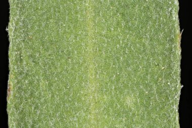 Beyaz Alison (Berteroa incana). Yaprak Ayrıntısı Kapatma