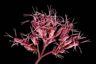 Mor Joe-Pye otu (Eutrochium purpureum). Inflorescence Detay Kapatma