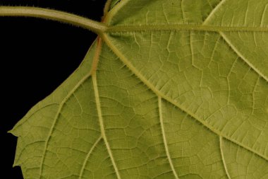 Üzüm Vine (Vitis vinifera). Yaprak Ayrıntısı Kapatma