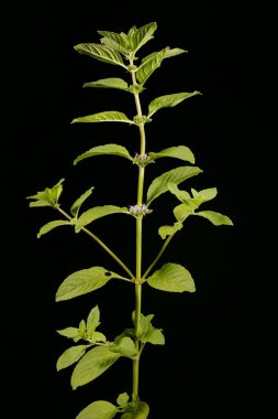 Nane Şekeri (Mentha arvensis). Alışkanlık