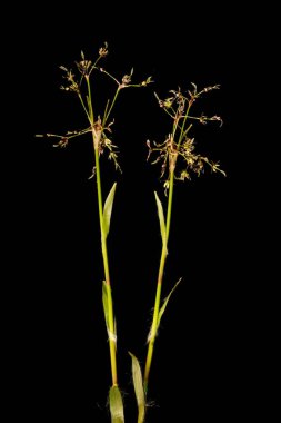 Kıllı Woodrush (Luzula pilosa). Alışkanlık