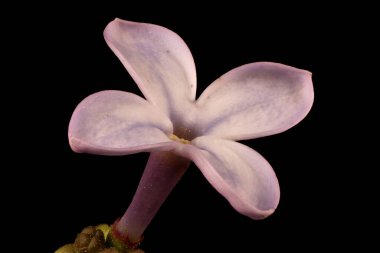 Leylak (şırınga vulgaris). Çiçek Kapanışı