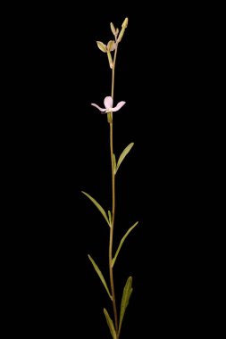 Gece Kokulu Stok (Matthiola longipetala). Alışkanlık