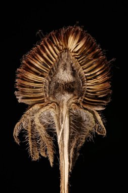 Siyah Gözlü Susan (Rudbeckia hirta). Meyve Kapitulum Çapraz Bölümü