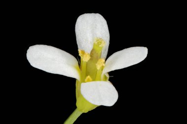 Thale Cress (Arabidopsis thaliana) Çiçek Kapanışı
