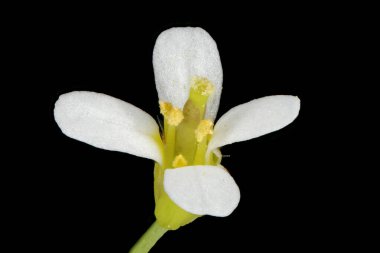 Thale Cress (Arabidopsis thaliana). Flower Closeup clipart
