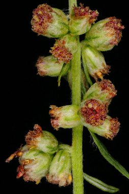 Mugwort (Artemisia vulgaris). Capitula Kapanış