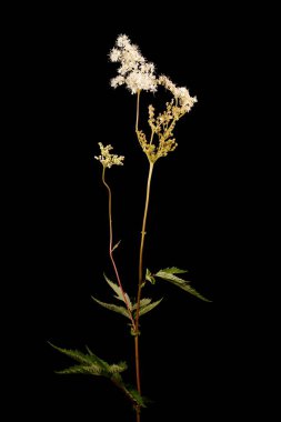 Meadowsweet (Filipendula ulmaria). Genel alışkanlık