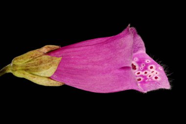 Yüksükotu (Digitalis purpurea). Çiçek Kapanışı