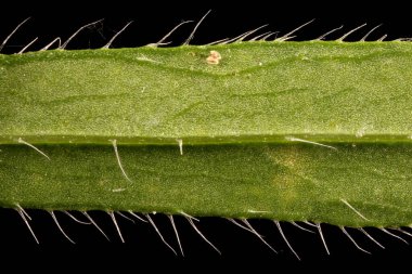 Kanadalı Fleabane (Conyza canadensis). Yaprak Ayrıntısı Kapatma