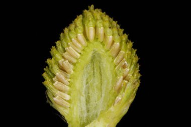 Ananas Otu (Matrikaria matricarioides). Capitulum Çapraz Bölümü