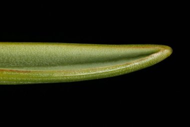 Üzüm sümbülü (Muscari ihmal). Yaprak İpucu Kapanışı