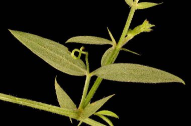 Meadow Vetchling (Lathyrus pratensis). Kök ve Yapraklar Kapalı