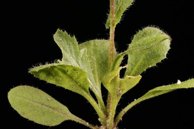 Shepherd & apos; 's Çanta (Capsella bursa-pastoris). Temel Rosette Kapanışı