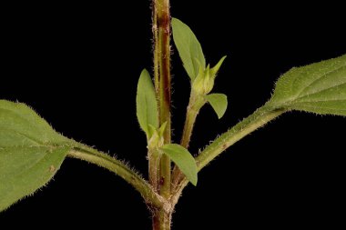 Büyük-Çiçekli Selfheal (Prunella grandiflora). Kök ve Yaprak Üsleri Kapatma