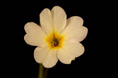 Primrose (Primula vulgaris). Çiçek Kapanışı