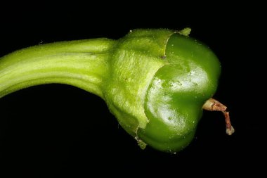 Tatlı Biber (Capsicum annuum). Genç Meyve Kapanışı