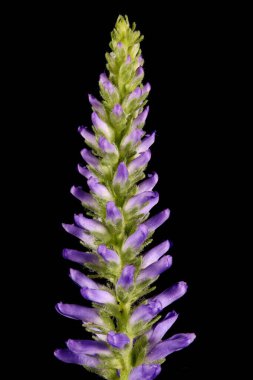 Çivili Speedwell (Veronica Spicata). Inflorescence Detay Kapatma