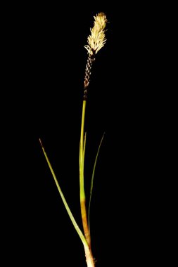 Nadir Bahar Sedge (Carex ericetorum). Alışkanlık