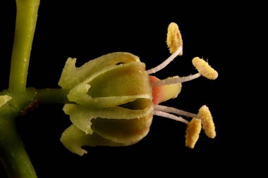 Thicket Creeper (Parthenocissus inserta). Çiçek Kapanışı