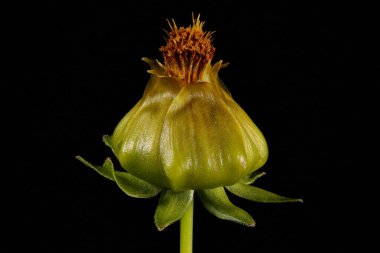 Büyük çiçekli Gıdıktohumu (Coreopsis grandiflora). Meyveli Capitulum Kapanışı