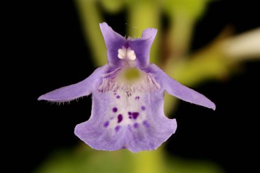 Ground Ivy (Glechoma hederacea). Çiçek Kapanışı