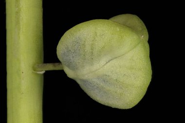 Üzüm sümbülü (Muscari ihmal). Meyve Kapanışı