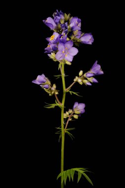 Jacob & apos; 'un Merdiveni (Polemonyum caeruleum). Enfeksiyon. Yakın çekim.