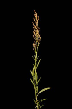 Koyun Sorrel (Rumex asetosella). Alışkanlık