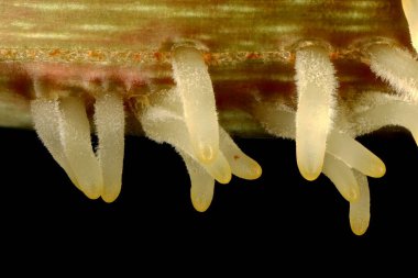 Japon Ortancası (Hydrangea petiolaris). Hava Kökleri Yakın Çekim