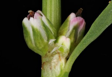 Knotgrass (Polygonum aviculare). Meyve Kapanışı