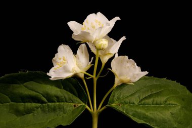 Alaycı Turuncu (the Mock-Orange). Enfeksiyon. Yakın çekim.