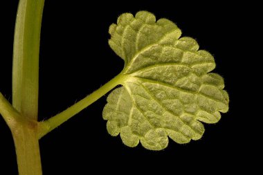 Kesik Yaprak Ölü Nettle (Lamium purpureum). Yaprak Kapanışı