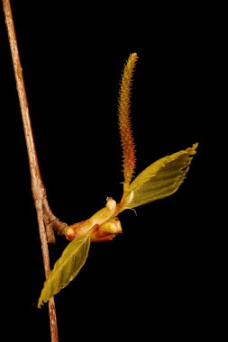Gümüş Huş (Betula pendula). Kadın Enfeksiyonu. Yakın çekim.