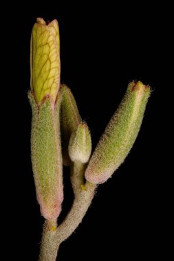 Gece Kokulu Stok (Matthiola longipetala). Çiçek tomurcukları Yakın plan