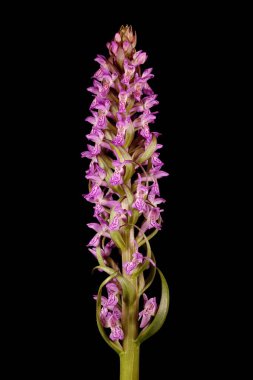 Erken Marsh Orkidesi (Dactylorhiza incarnata). Enfeksiyon. Yakın çekim.