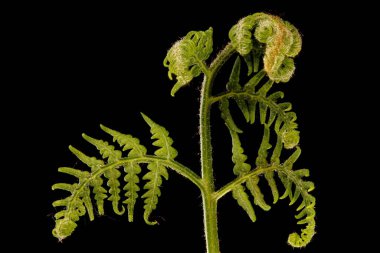 Bracken (Pteridium aquilinum). Genç Cephe Kapanışı