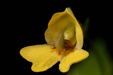 Küçük Balsam (Impatiens parviflora). Çiçek Kapanışı
