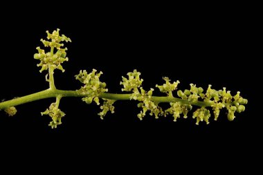 Riverbank Üzümü (Vitis Riparia). Enfeksiyon. Yakın çekim.