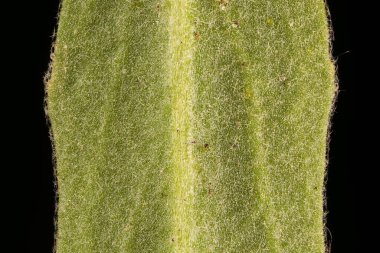 Gece Kokulu Stok (Matthiola longipetala). Yaprak Ayrıntısı Kapatma